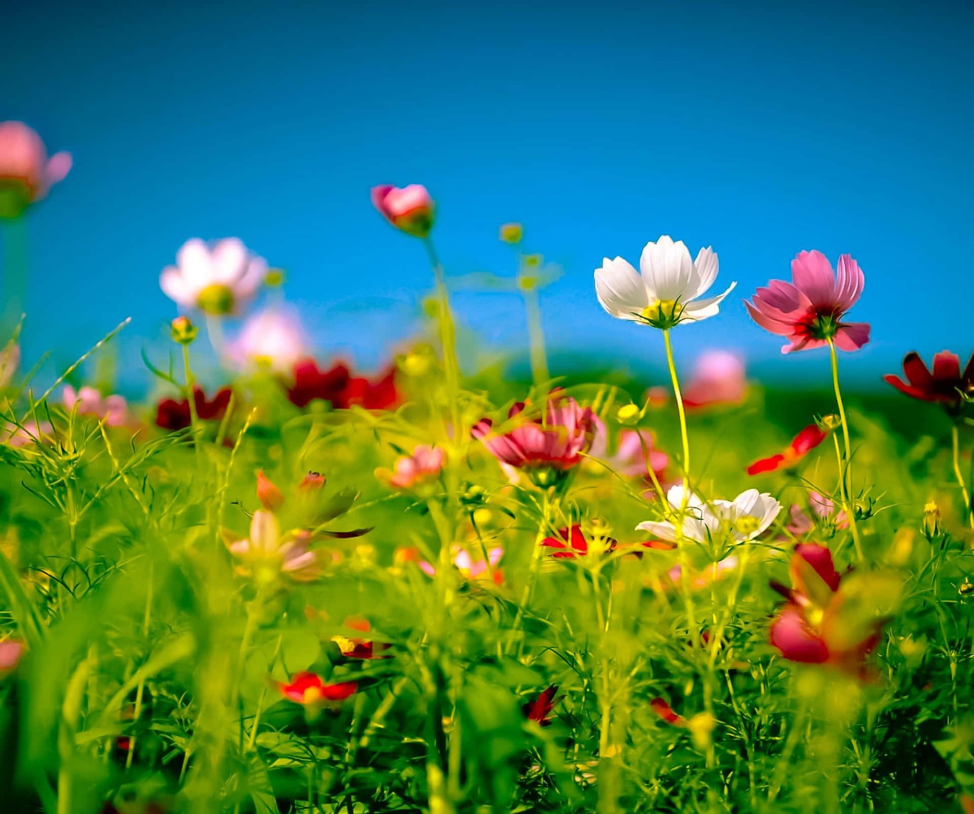 Hero bild - Blomma